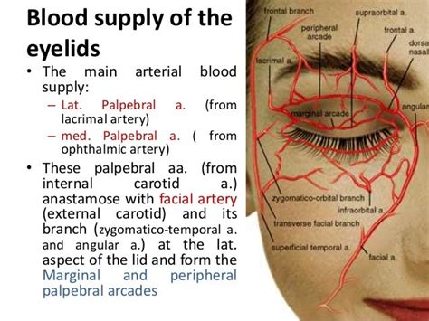 Blood Supply Of The Eye