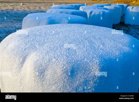 Big Bale Silage Hi Res Stock Photography And Images Alamy