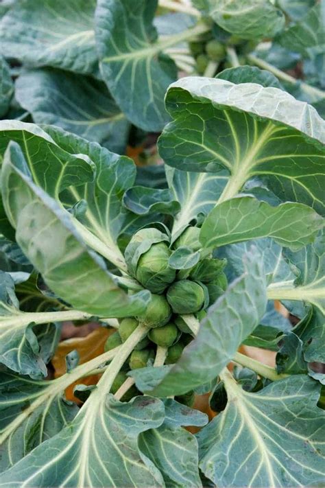 How To Plant And Grow Brussels Sprouts Growfully