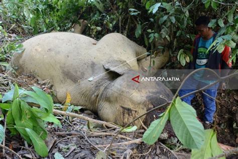 Diduga Keracunan Gajah Jinak Mati Mengenaskan Di CRU Aceh ANTARA