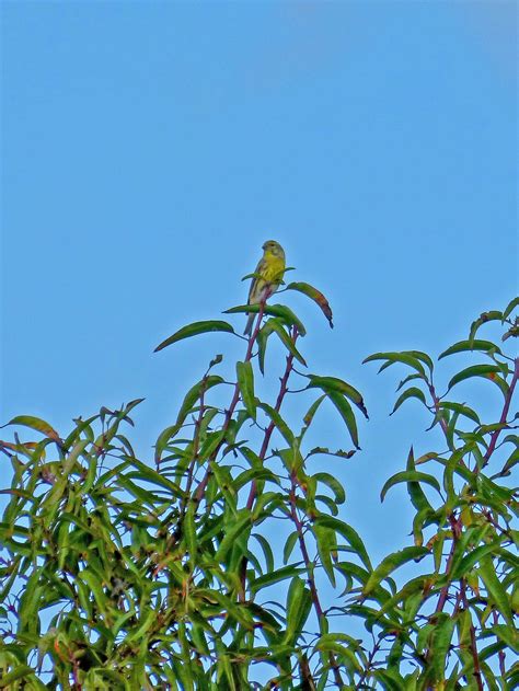 1080x1920 wallpaper | green bird | Peakpx