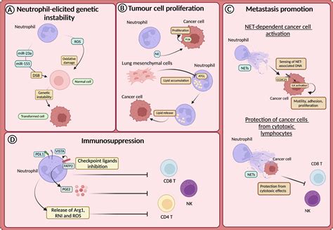 Frontiers Neutrophil Diversity In Inflammation And Cancer