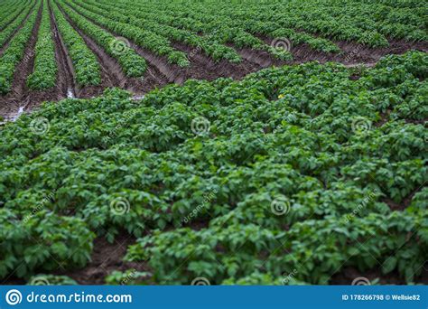 Batata Num Campo Foto De Stock Imagem De Listrado Inglaterra 178266798