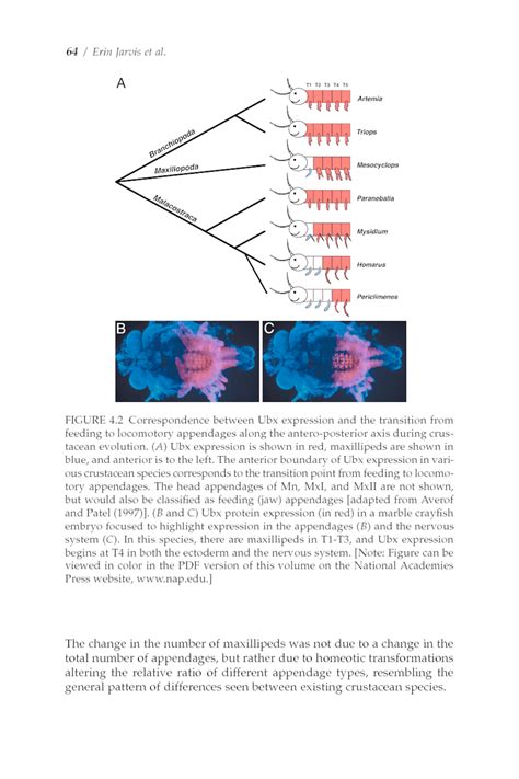 Evolving Specialization Of The Arthropod Nervous System Erin Jarvis