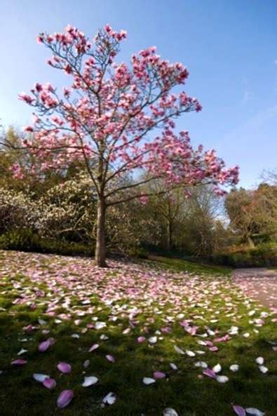 Varietas Pohon Magnolia: Apa Beberapa Jenis Magnolia - id.haenselblatt.com