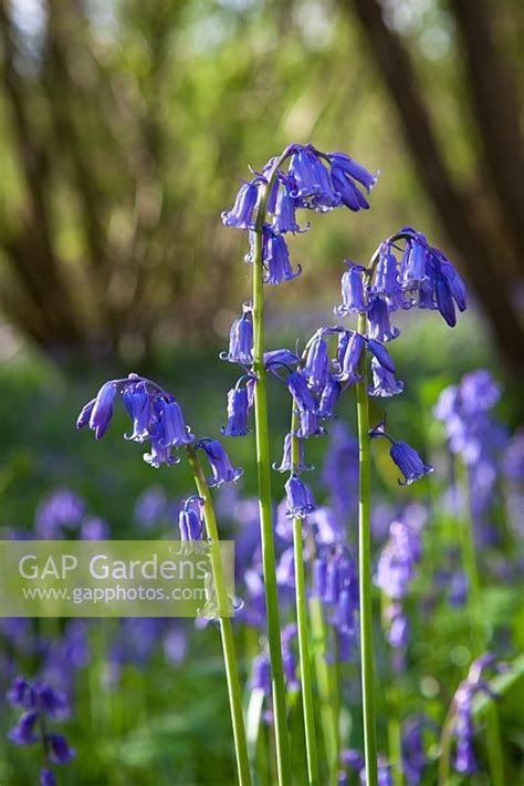 Hyacinthoides Non Scripta Bluebell Growing Wild In A Woodland