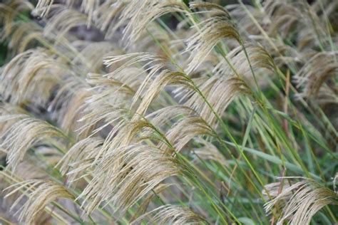 Miscanthus Nepalensis Himalaya Fairy Grass