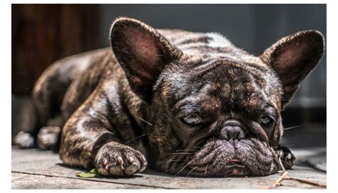 Brindle Beauties Diving Into The Unique Colors Of French Bulldogs