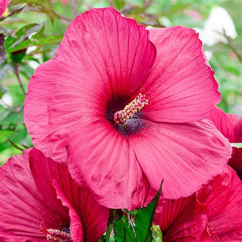 Spring Hill Nurseries Big Red Hibiscus Live Potted Perennial Plant With 2 In Pot 65357 The