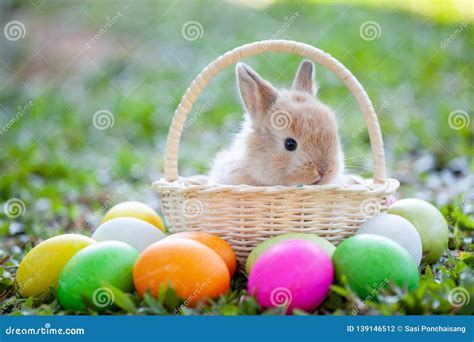 Cute Bunny In The Basket And Easter Eggs In The Meadow Stock Photo