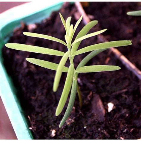 Metasequoia Glyptostroboides Seeds (Dawn Redwood Seeds)