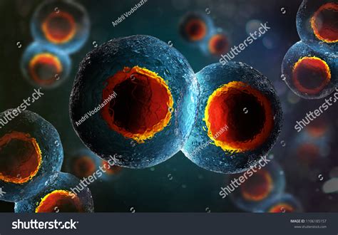 Twocell Embryo Mitosis Under Microscope 3d Stock Illustration ...