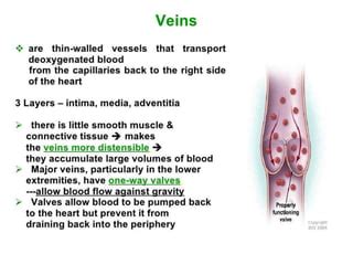 Venous Disorders Pptx