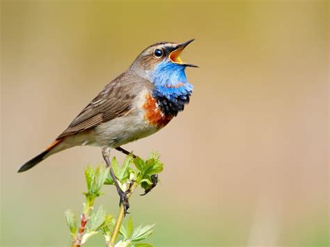 Bird Calls & Songs: Decoding the Language of the Skies | Birdfact