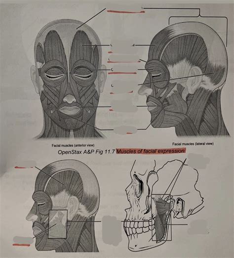 Muscles of facial expression: Labeling Diagram | Quizlet