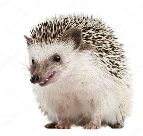 Four-toed Hedgehog, Atelerix albiventris, 2 years old, balled up in front of white background ⬇ ...