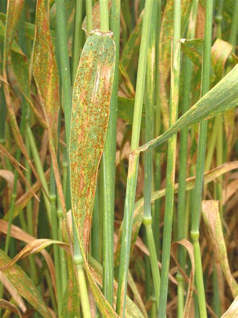 The battle against wheat leaf rust - Top Crop ManagerTop Crop Manager