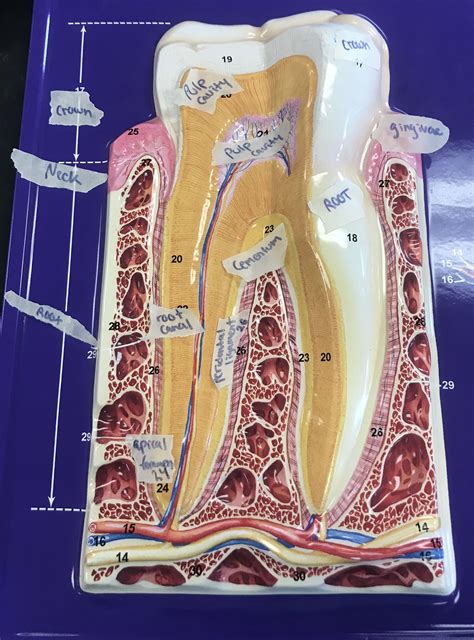 pin  nurse practitioner   medical anatomy digestive system