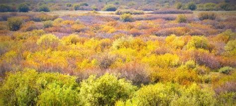 Definitive Guide To Patagonian Mara Facts, Habitat, Conservation Status ...