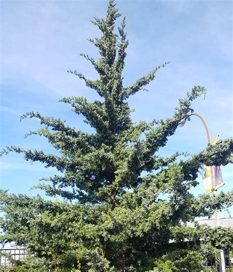 Native Pine Trees In Illinois