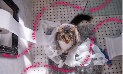 why does my cat follow me to the bathroom