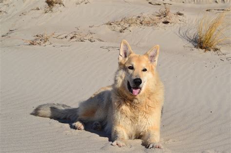 The Complete Guide to Dog Friendly Beaches in Pensacola