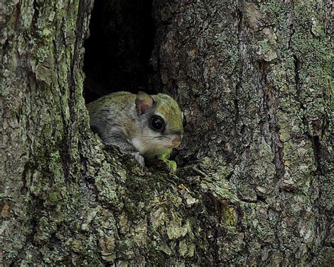 Baby Northern Flying Squirrel by Matt Walter