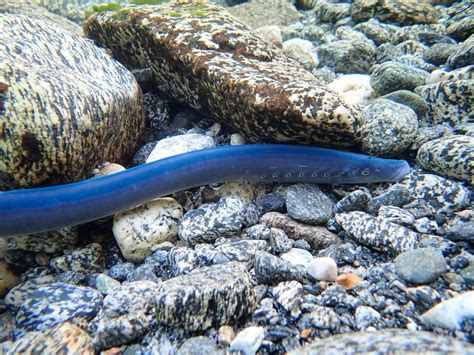 Vampires Of The Sea The Pouched Lamprey Geotria Australis