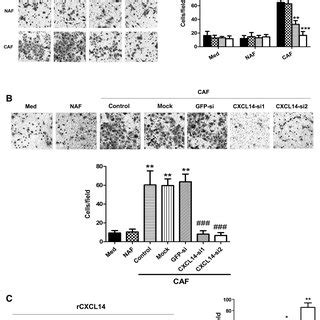 Cafs In Ovarian Cancer Promote The Invasion Of Ovarian Cancer Cells Via