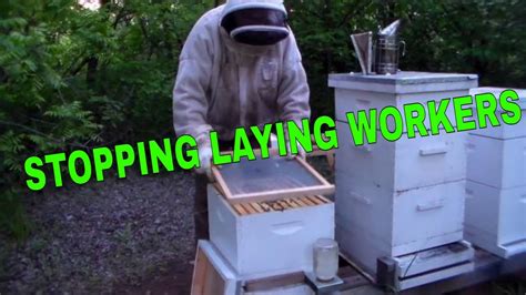 Beekeeping Laying Worker Resolution Correcting A Laying Worker Hive