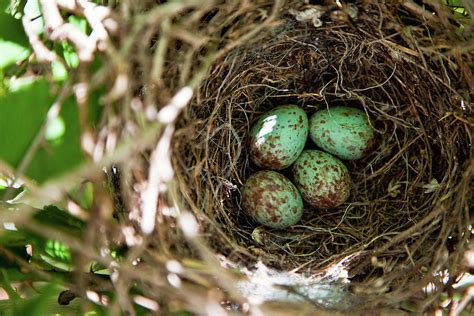 Mockingbird Eggs by Karen Murray