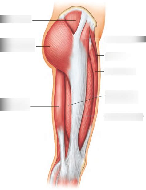 Upper Leg Muscles Diagram 1 (Lateral View) Diagram | Quizlet