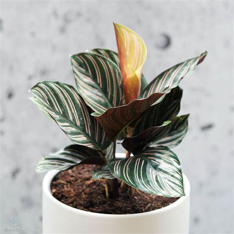 Pinstripe Plant Calathea Ornata Plant Collective