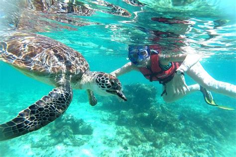 Riviera Maya Highlights Tulum Ruins Akumal Turtles Snorkeling And