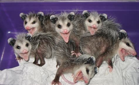 plural of opossum