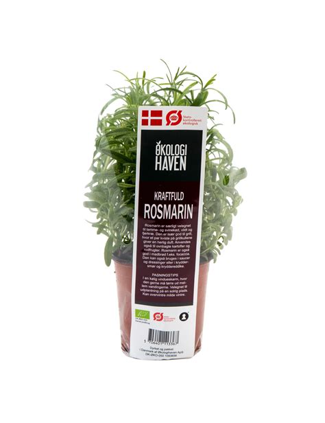 Kologisk Rosmarin Rosmarinus Officinalis Cm Potte Plantorama