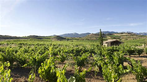 El Regalo Viñedo Singular por naturaleza de Bodegas Izadi