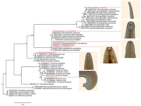 Pathogens Free Full Text Epidemiology And Integrative Taxonomy Of