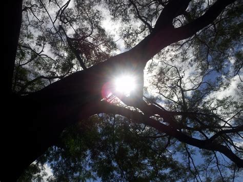 Free Images Tree Nature Forest Branch Snow Sunlight Flower