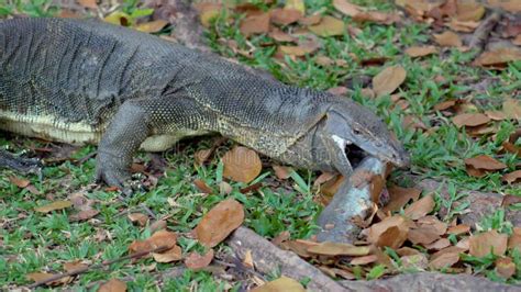 Asian Water Monitor Varanus Salvator Holds In The Teeth Catfish Caught