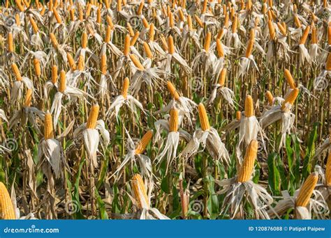 31 Cartoon Corn Field Photos - Free & Royalty-Free Stock Photos from ...