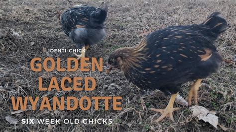 Golden Laced Wyandotte 6 Week Old Chicks YouTube