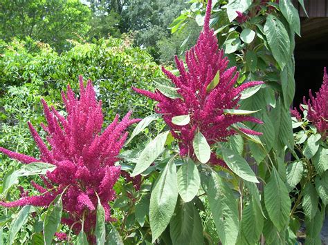 Amaranth Facts Health Benefits And Nutritional Value