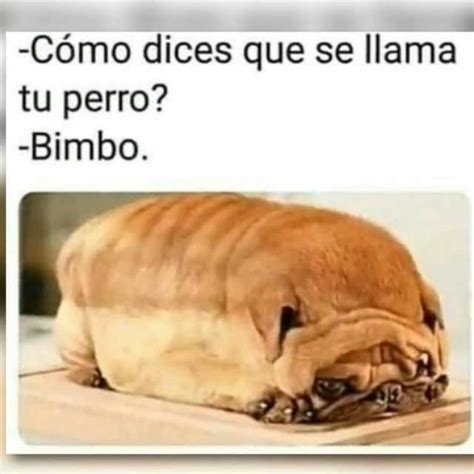 dopl3r on Twitter Cómo dices que se llama tu perro Bimbo