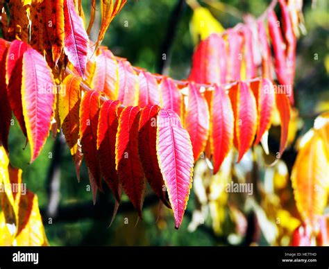 Rhus Typhina Syn R Hirta Staghorn Sumac Stock Photo Alamy