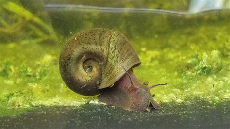 Endangered Status Could Help Nc Ramshorn Snail Recover Raleigh News And Observer