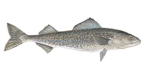 Sablefish Seafoodsource