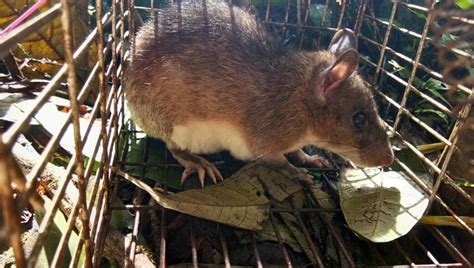 Chestnut White Bellied Rat From Penang Hill Bukit Bendera Penang