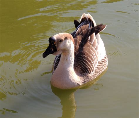 Free Images Lake Pond Wildlife Beak Fauna Swimming Swan Duck