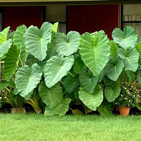 Jumbo Elephant Ear Plant